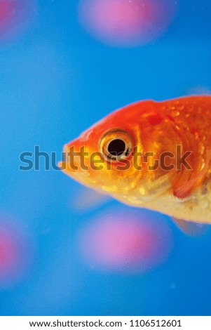 beautiful goldfish in aquarium