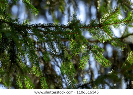Branches of fir close-up