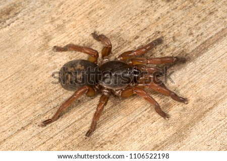Brush footed spider, Tigidia sp, Barychelidae, Nandi hill karnataka India