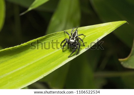 Jumping spider, Salticidae, Aarey milk colony Mumbai  India