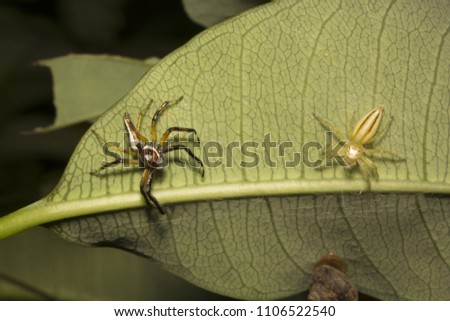 Jumping spider, Telamonia dimidiata, Salticidae, Aarey milk colony Mumbai  India