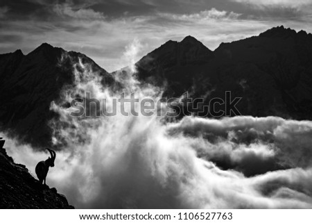 Alpine Ibex, animal in nature rock habitat, France. Night in the high mountain. Ibex silhouette with dark evening clouds in the Alps. Black and white art photo. Mountain landscape with mammal