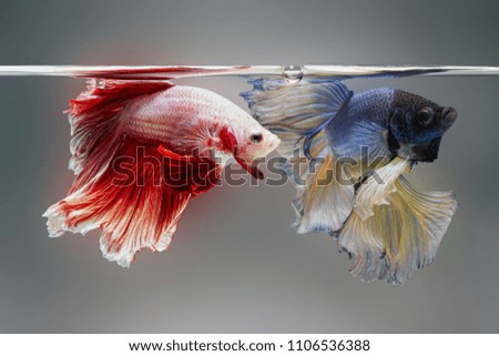 Blue and red Betta or Siamese fighting Fishs are fighting, Close up of beautiful spenders  