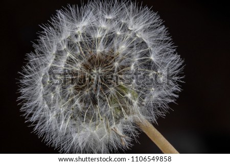 Close Up Macro Picture of Dandelion Seeds