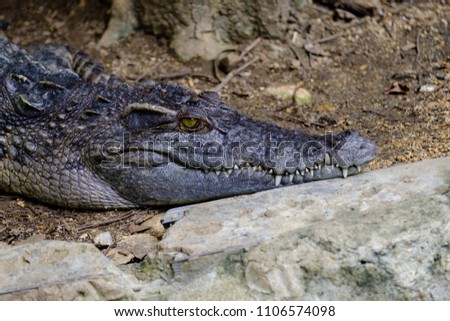 Dangerous crocodile sharp teeth