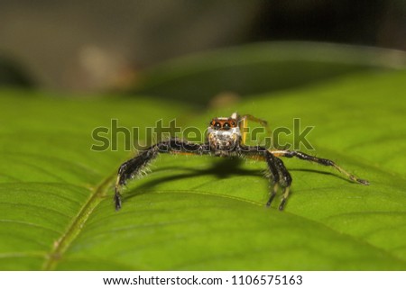 Jumping spider, Telamonia dimidiata, Salticidae, Aarey milk colony Mumbai  India