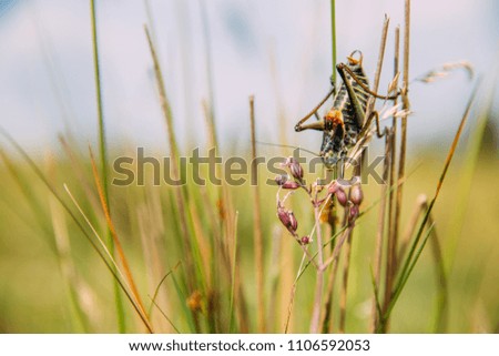 Migratory Locust invasion in dry season. 