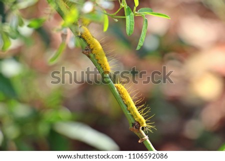 Two yellow worms on a stick with leaves. Selective focus with blur background.