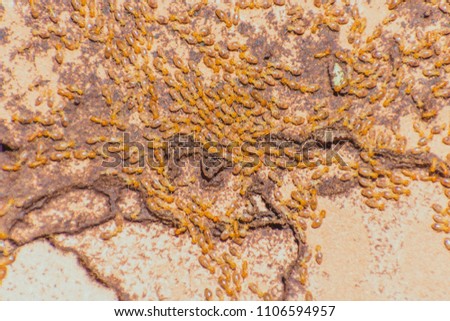 Termite Wood Background Photos