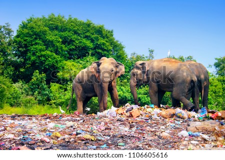 Few indian elephants walking near garbage dump against the background of blue sky and trees on the outskirts of Minneriya (Minneria) national park, Sri Lanka, South Asia