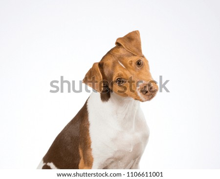 Funny dog picture. Dog is tilting it's head funny looking. Copy space.