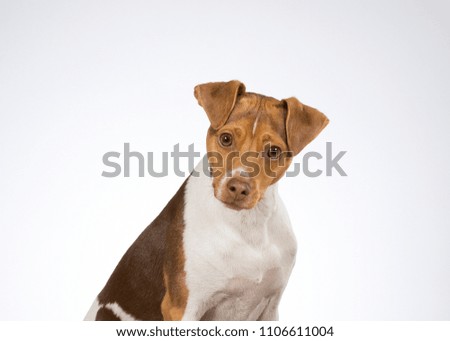 Funny dog picture. Dog is tilting it's head funny looking. Copy space.