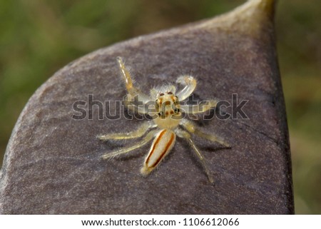Jumping spider, Telamonia dimidiata, Salticidae NCBS Bangalore  India
