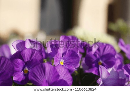 purple pansies in front of the Cloth Hall in Krakow, Poland