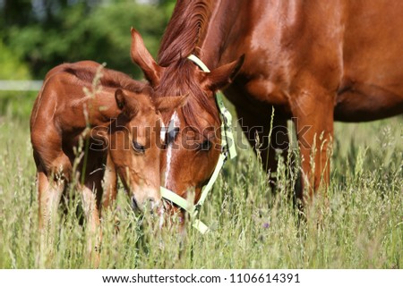 Thoroughbred mother horse grazing on summer pasture with her child