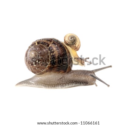little snail and it's mother, on white