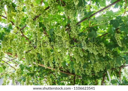 clusters of white grapes on a branch