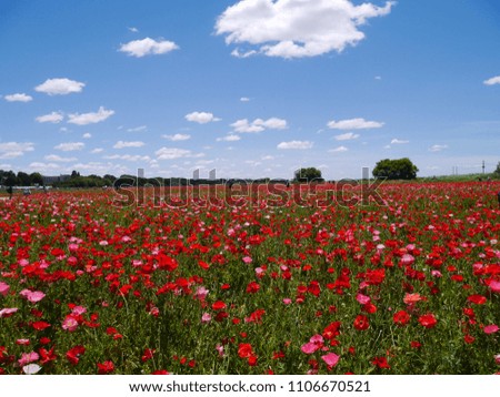 poppy field in japan