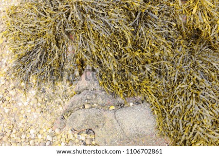 Seaweed and shells,