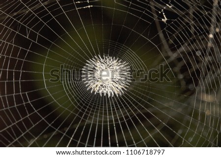 Spider web, Belianchip, Tripura state of India