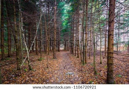 Panoramic picture of autumn pine spruce forest woodland in Slovenia. Old decaying forest and dirt footpath. Country road leading forward through forest.