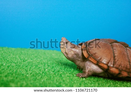 cute turtle on fake grass