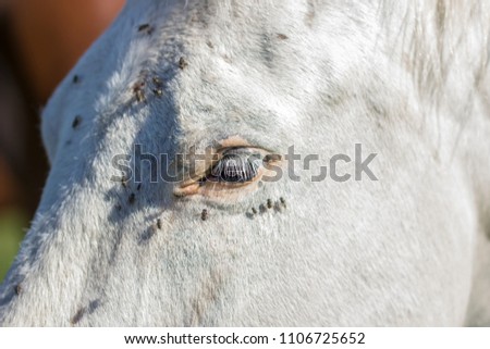Flies are sitting on the eye of a white horse