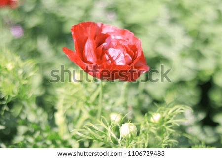 Beautiful  red flower blooming  in the summer or spring day with copy space .