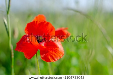 Poppy flower grass