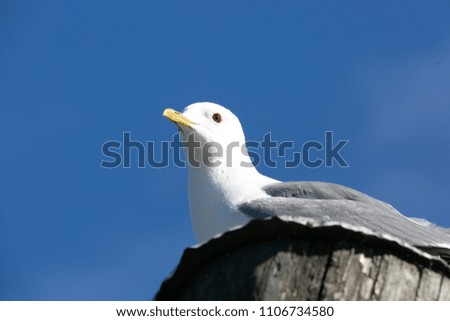 Seagull. Close picture, blue sky 