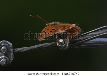 This is a picture of a moth on a wire.