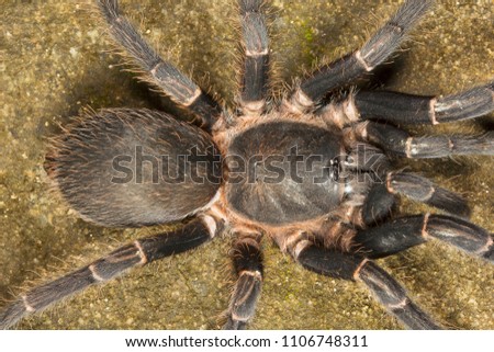 Tarantula, Chilobrachys sp, Theraphosidae Gumti Tripura  India