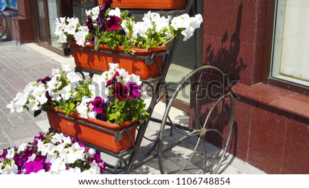 Beautiful multi-colored petunias in pots.
