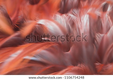 Bird and chickens feather texture for background Abstract,blur style and soft color of art design.for mobile case