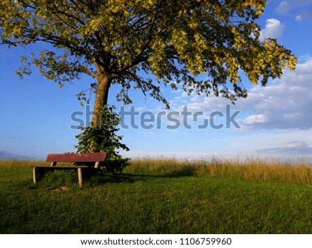 bench tree bacground field grass