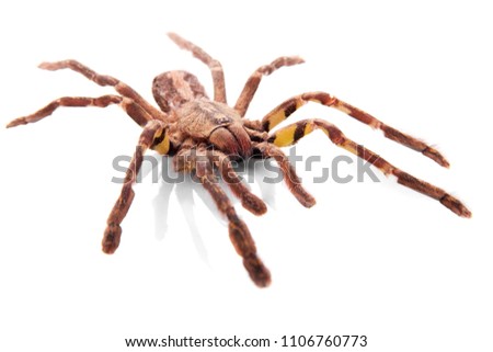 spider tarantula layout