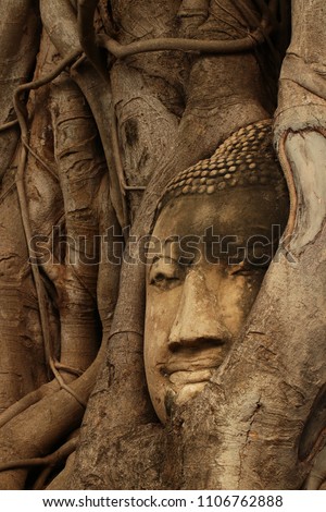 Buddha Face in the tree