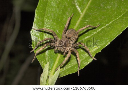 Wolf spider, Lycosa sp, Lycosidae, Aarey milk colony Mumbai  India