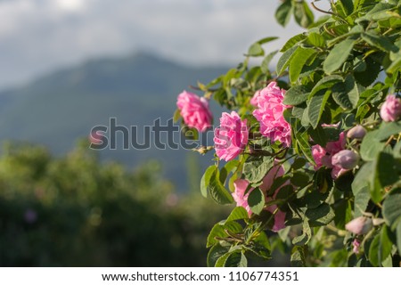 Rosa damascena, known as the Damask rose - pink, oil-bearing, flowering, deciduous shrub plant. Bulgaria, near Kazanlak, the Valley of Roses. Close up view. The Old mountain (Balkan) on the background Royalty-Free Stock Photo #1106774351