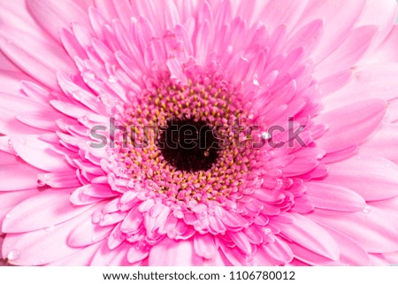 Close up view of pink petals flower and black ring center near the petals blooming with fragrance. Perfect for planting in the garden or your backyard. 
