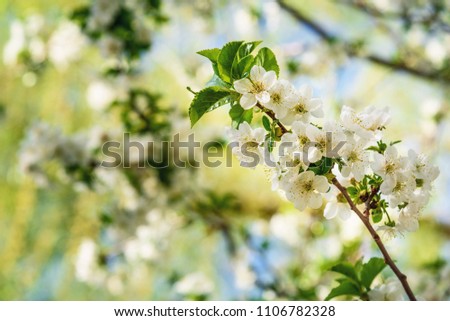 White cherry blossom in spring