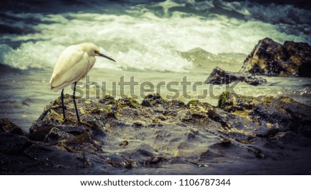 A young egret perching in Paradise cove