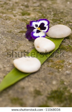 zen Aromatic flower and stones