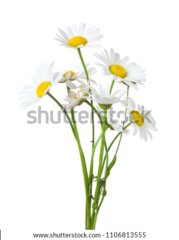 Bouquet of Chamomiles ( Ox-Eye Daisy ) isolated on a white background. Royalty-Free Stock Photo #1106813555