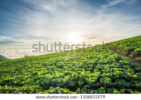 Landscape of Big Cabbage farm on the mountain in sunrise, Located Phu Tubberk Phetchabun Province, Thailand