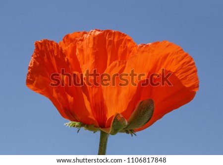 close up of red poppy against blue sky