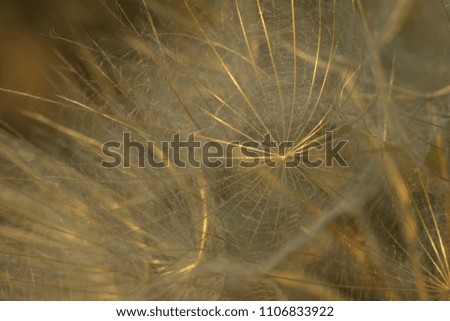 texture dandelion macro