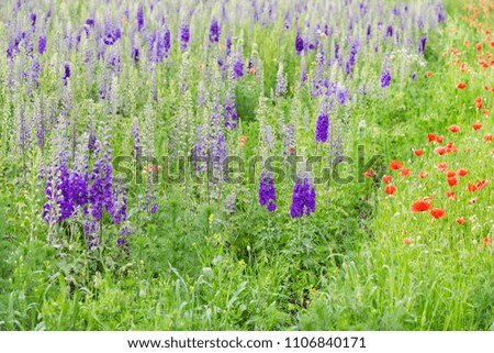 Beautiful nature, summertime. Field with purple delphinium flowers and red poppies