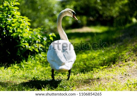 Swan walking near lake