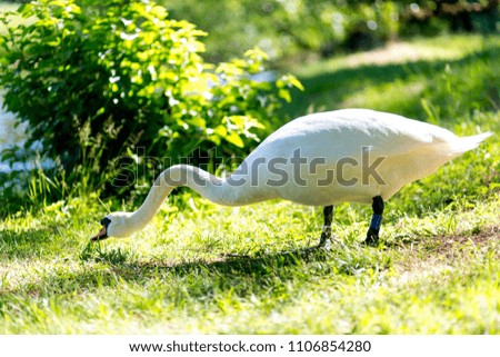 Swan walking near lake